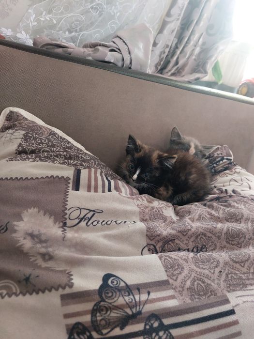 Отдам котят в добрые руки