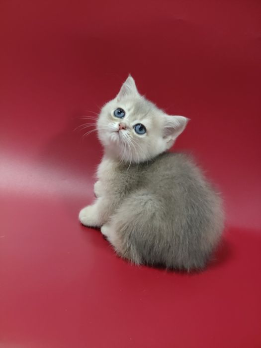 Котята голубое золото шиншиллы