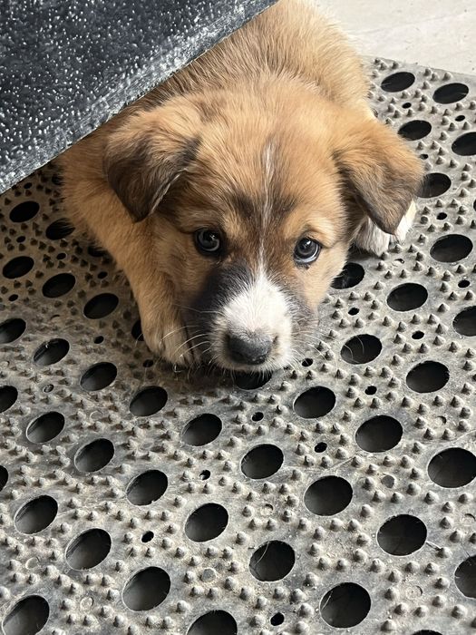 Щенята (девочки)