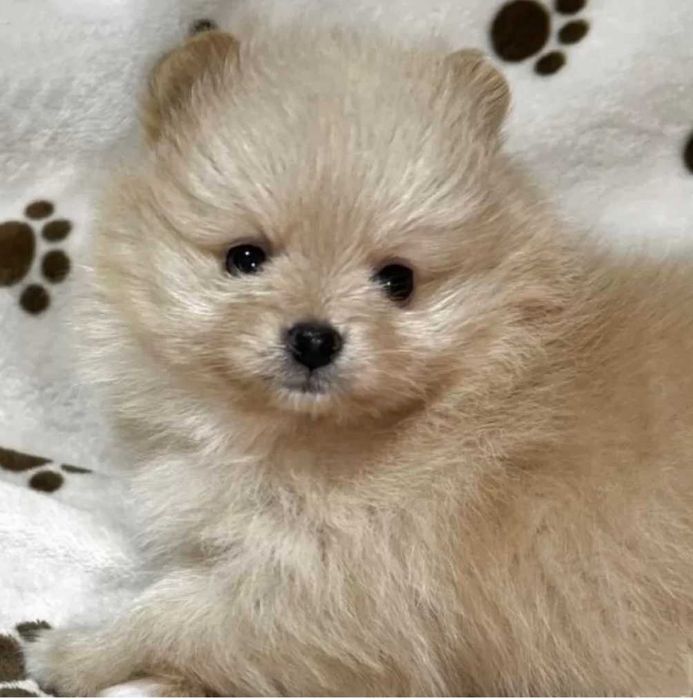 Померан мини и стандартен