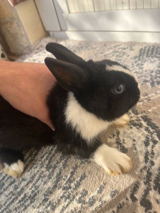 Karlik quyon kozi ikki hil