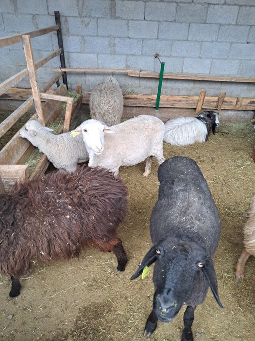 Семиз кой, токты, серкештер сатамыз