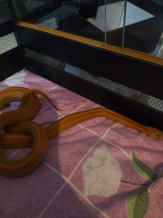 Маисовый полоз змея