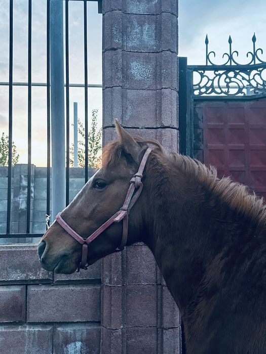 Ат,Жылқы,Конь 3 жасар ат