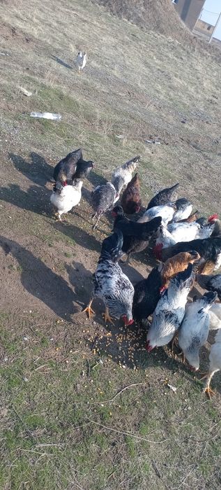 Қораздар сатылады