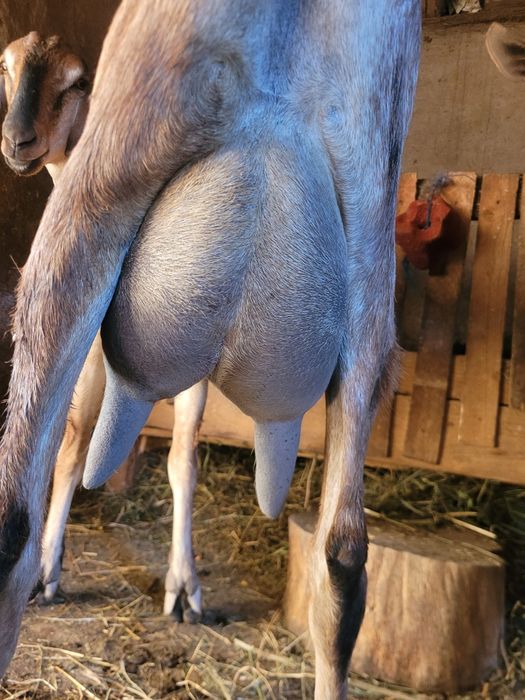 Tapisor anglo nubian de vânzare