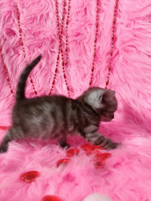 Продам котенка шотландка+бенгал