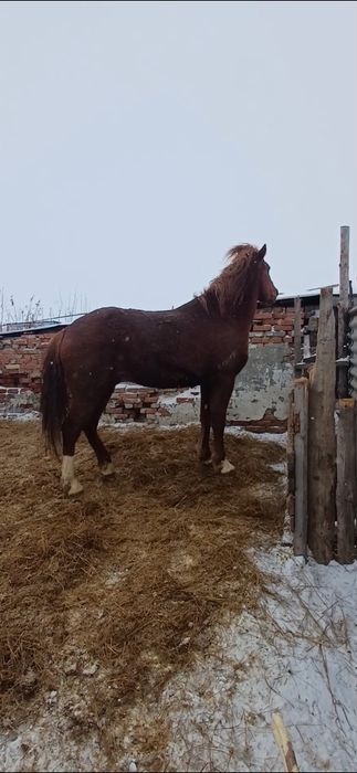 Продам лошадей,  жеребцы стоят на откорме