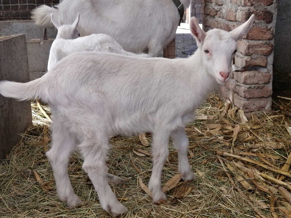 Iezi de vănzare la Diosig