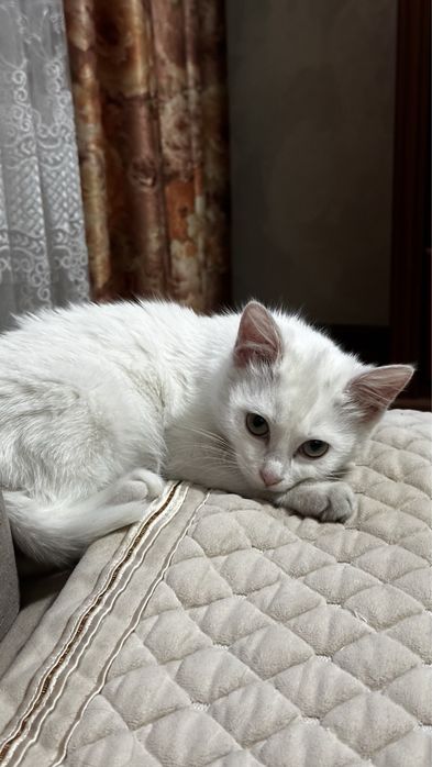 Котенок (девочка) в добрые руки