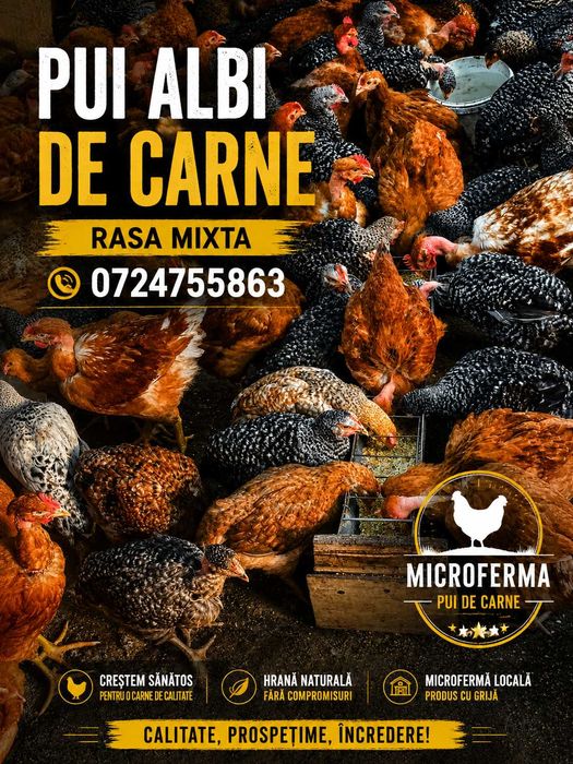 Pui albi de carne / rasa mixta Botoșana !