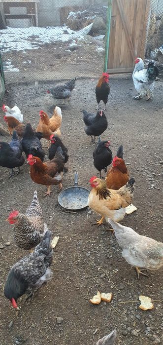 Продам домашних курей