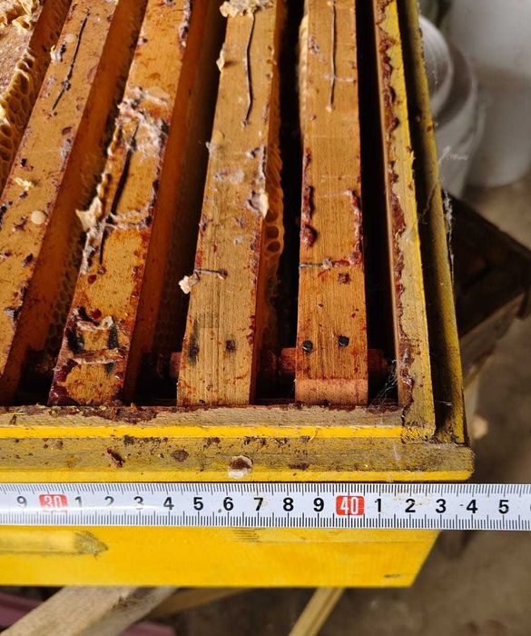 Rame Albine 1/2 si Magazii Caturi cu faguri claditi