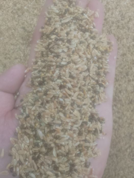 ОТХОДЫ Отруби Зерноотходы Полова