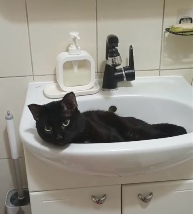 Кот срочно ищет семью