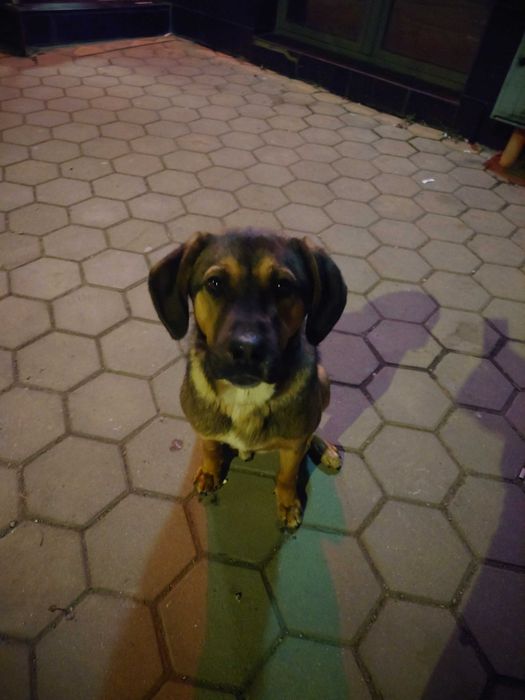 Подаряваме кученце