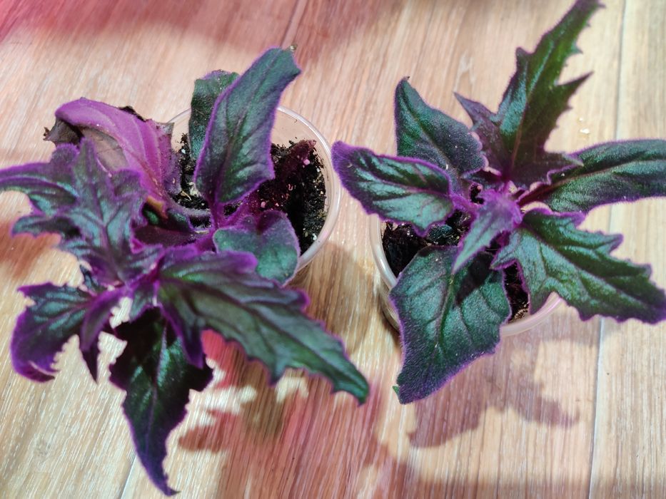 Продам комнатные цветы 500 т.и выше