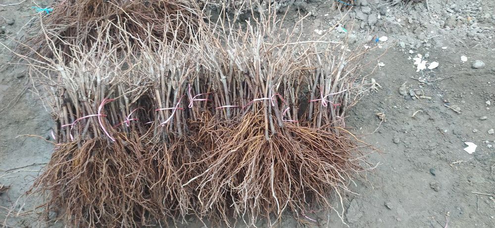 Продается саженцы винограда