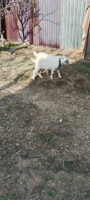 Козлятааааааа занен