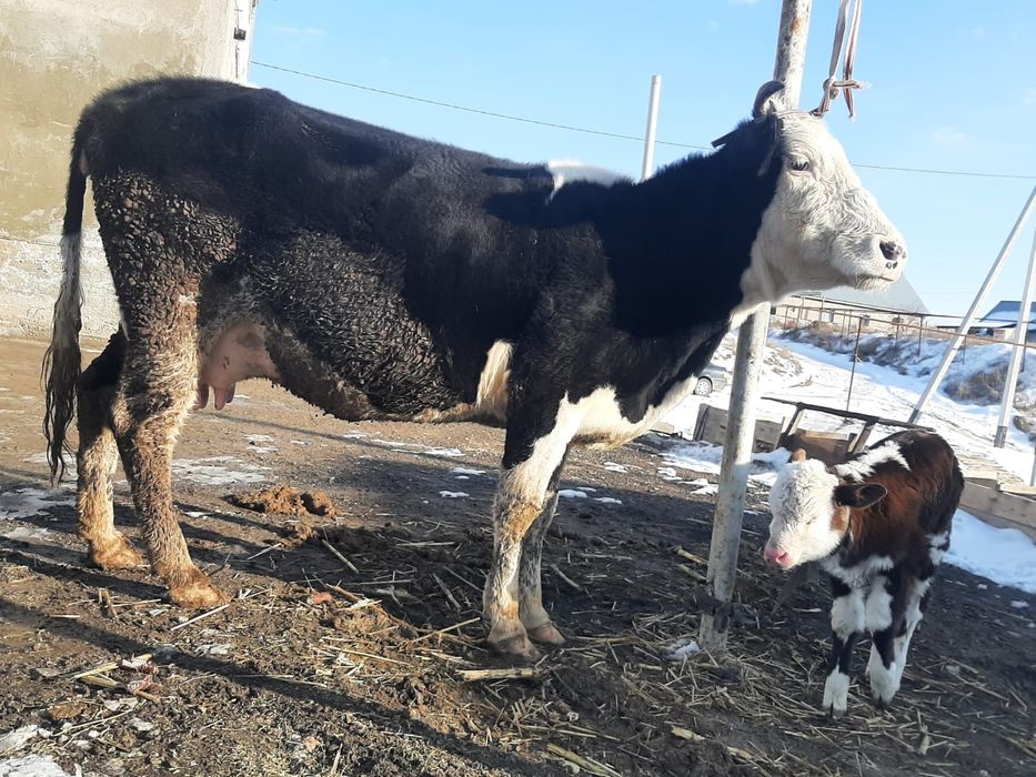 Сүтті сауын сиыр,