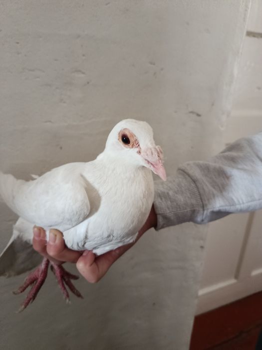 Голуб белый дракон