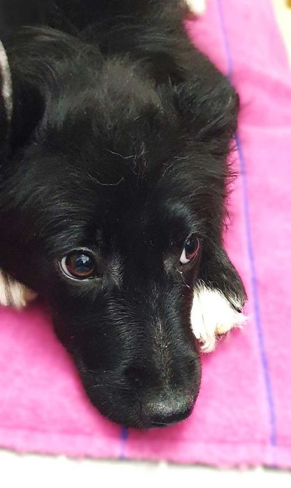 отдам щенка девочку в добрые руки