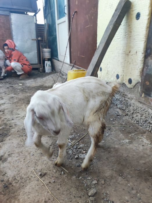 Сұтті ешкі дақтары сатылады еркек лақтар