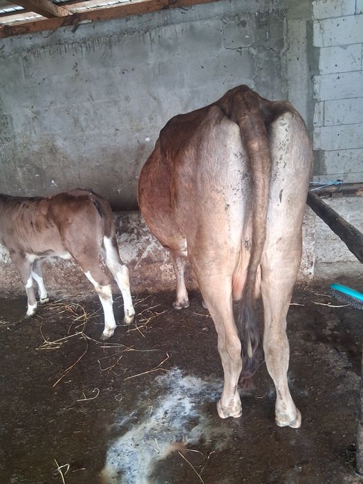 Vand vaca cu vitel