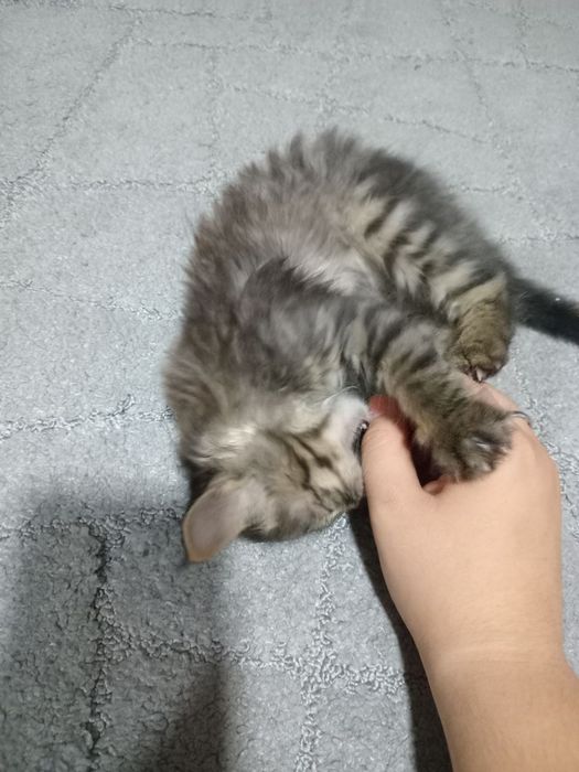 Отдам котёнка в добрые, заботливые руки.