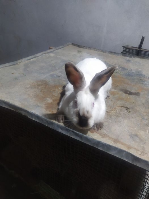 Kalifornia quyonlari sotiladi