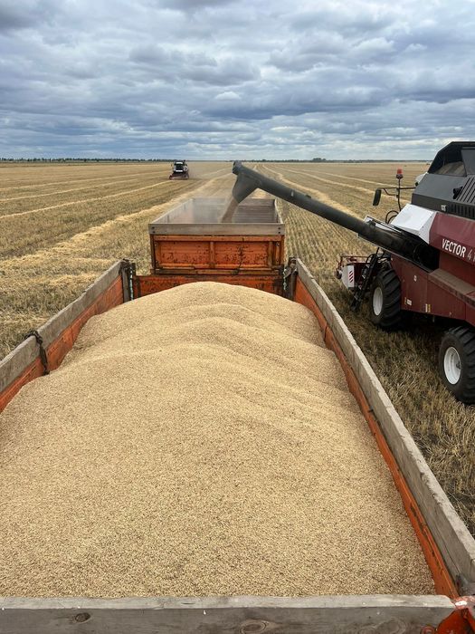 Продам сухой ячмень.