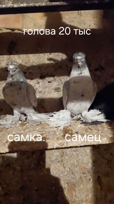 Голуби игровых кровей