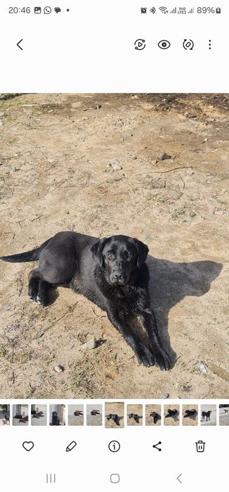 Лабродор из питамника