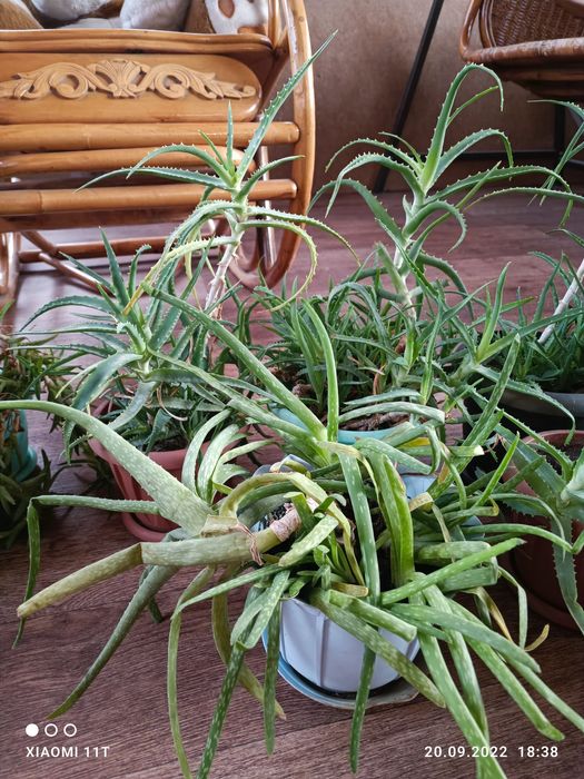 Спешите приобрести алоэ.