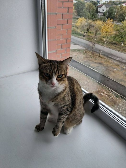 Ищем дом для кошки
