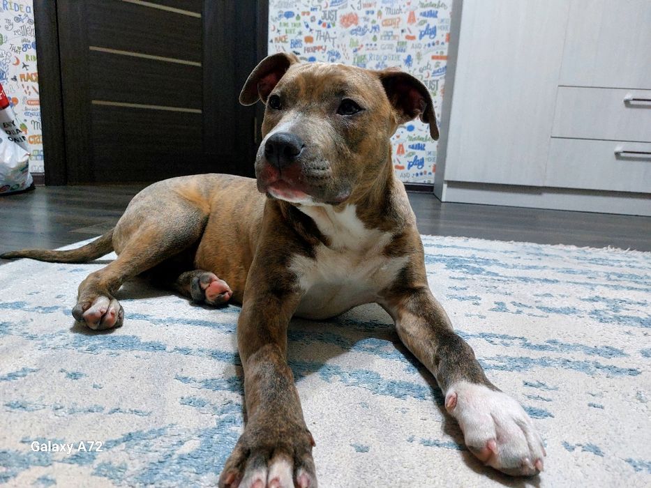 Продаю щенка американского стаффордширского терьера