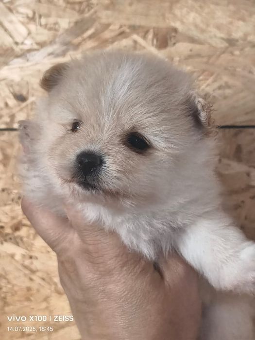 Очаровательные щенки шпица.