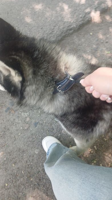 Нашёлся кабель хаски