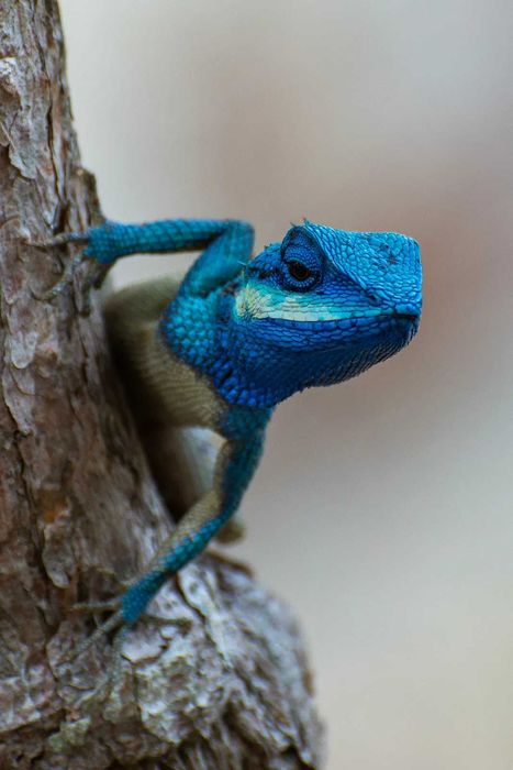 Nikkor (Nikon) 70-300 mm 1:4.5-5.6 G VR ED AF-S _ зум телевик