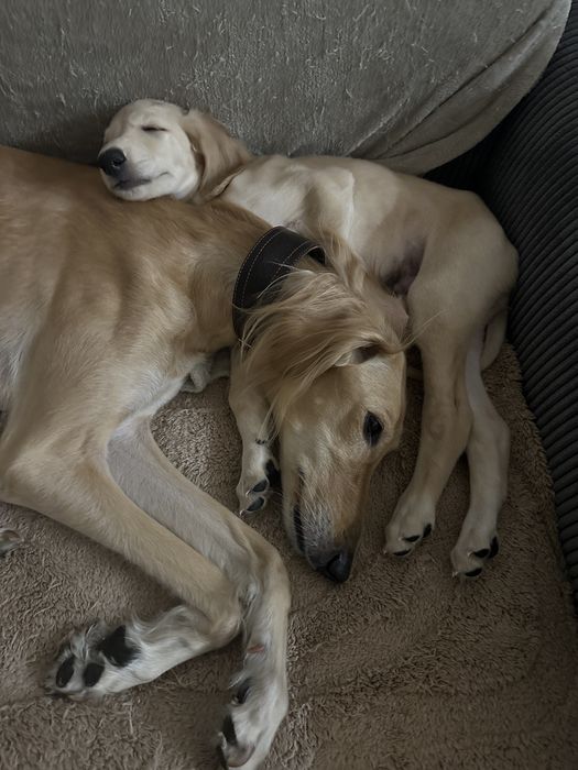 Продаётся щенок тазы — остался один!