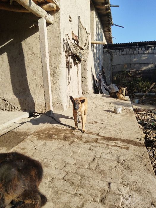 Malinovoy zotli kuchuk