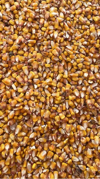 Vind porumb si stiuleti