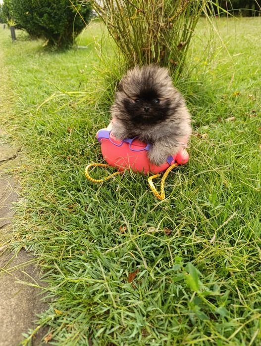 Pomeranian mascul mini toy pedigree