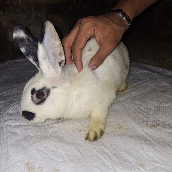 Кролики Баран(мать баран отец карлик)