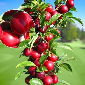 Pomi Fructiferi Columnari (Prun )