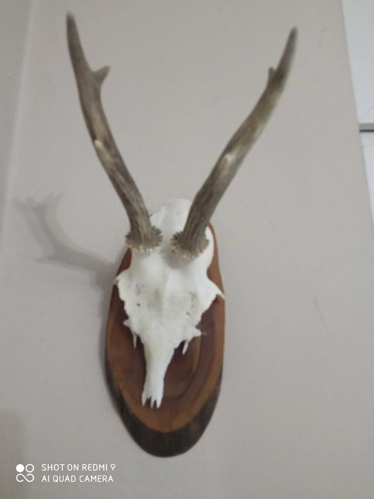 Трофей - рога от сръндак