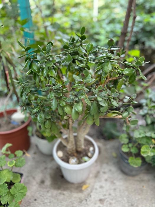 Цветы разнообразные