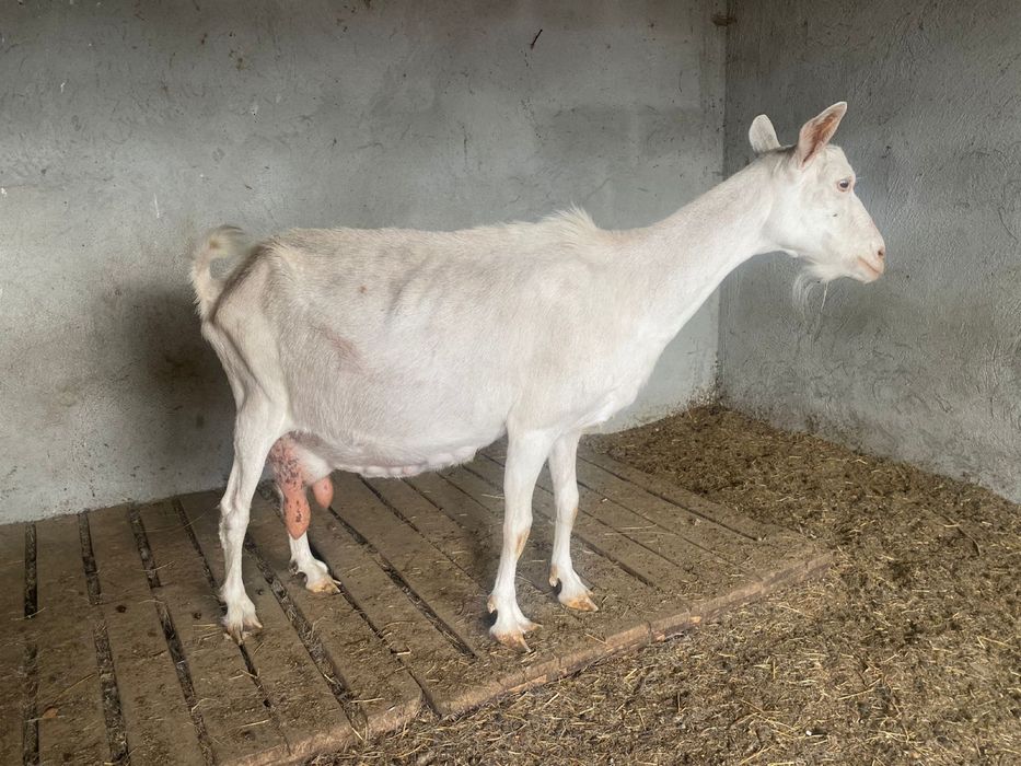 Коза с козленком