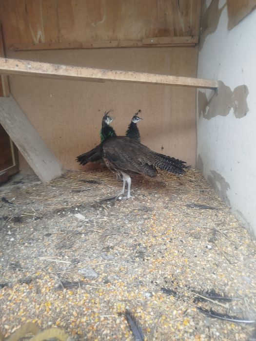 Павлины самки продам