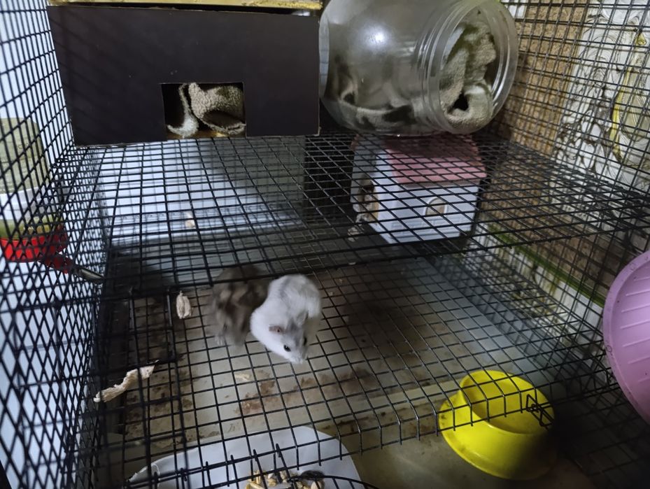 Продам хамяков 2 шт